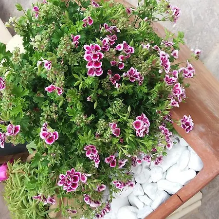 Ξενοδοχείο Sa Cralla 3*